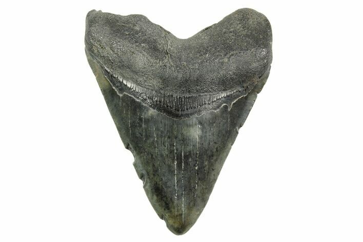Fossil Megalodon Tooth - South Carolina #365775
